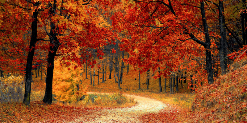 a path in the woods with trees changing colors of the leaves representing the fall season
